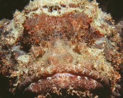 Spotted scorpion fish. Shot in Bonaire with a Nikonos V a... by Charles Heath 